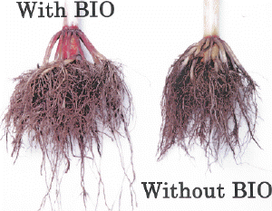 Organic biological products for improved plant growth and waste control